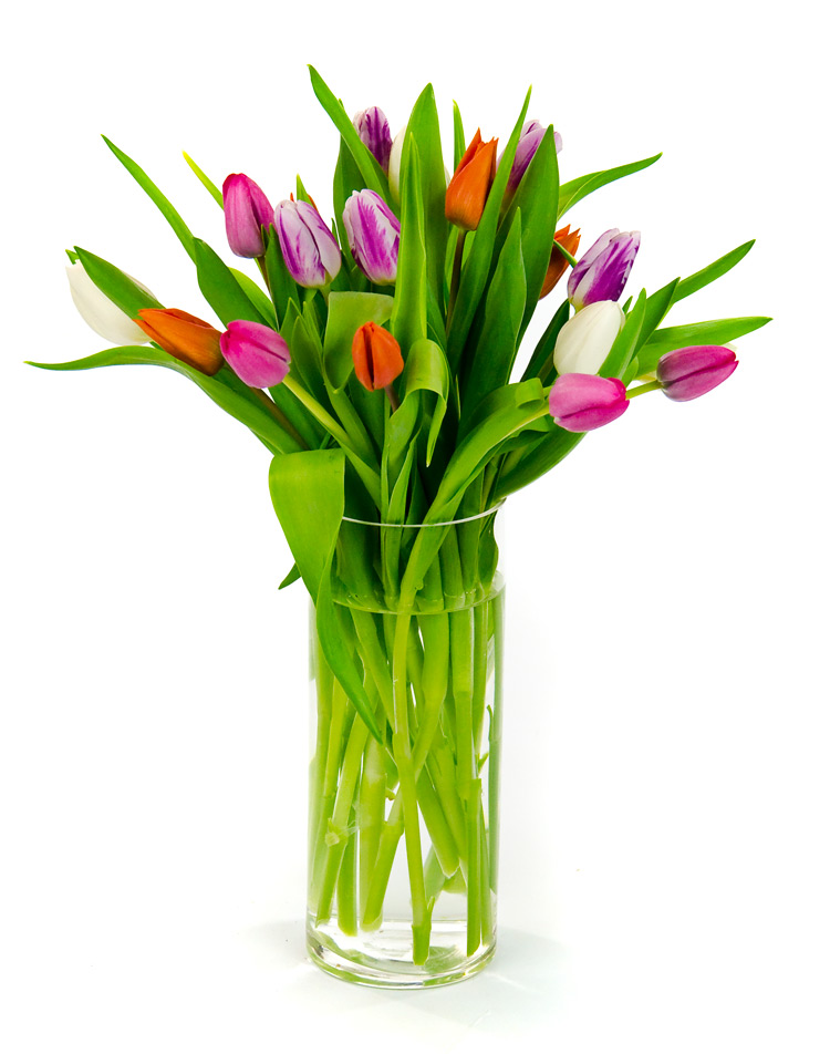Virginia Tulips